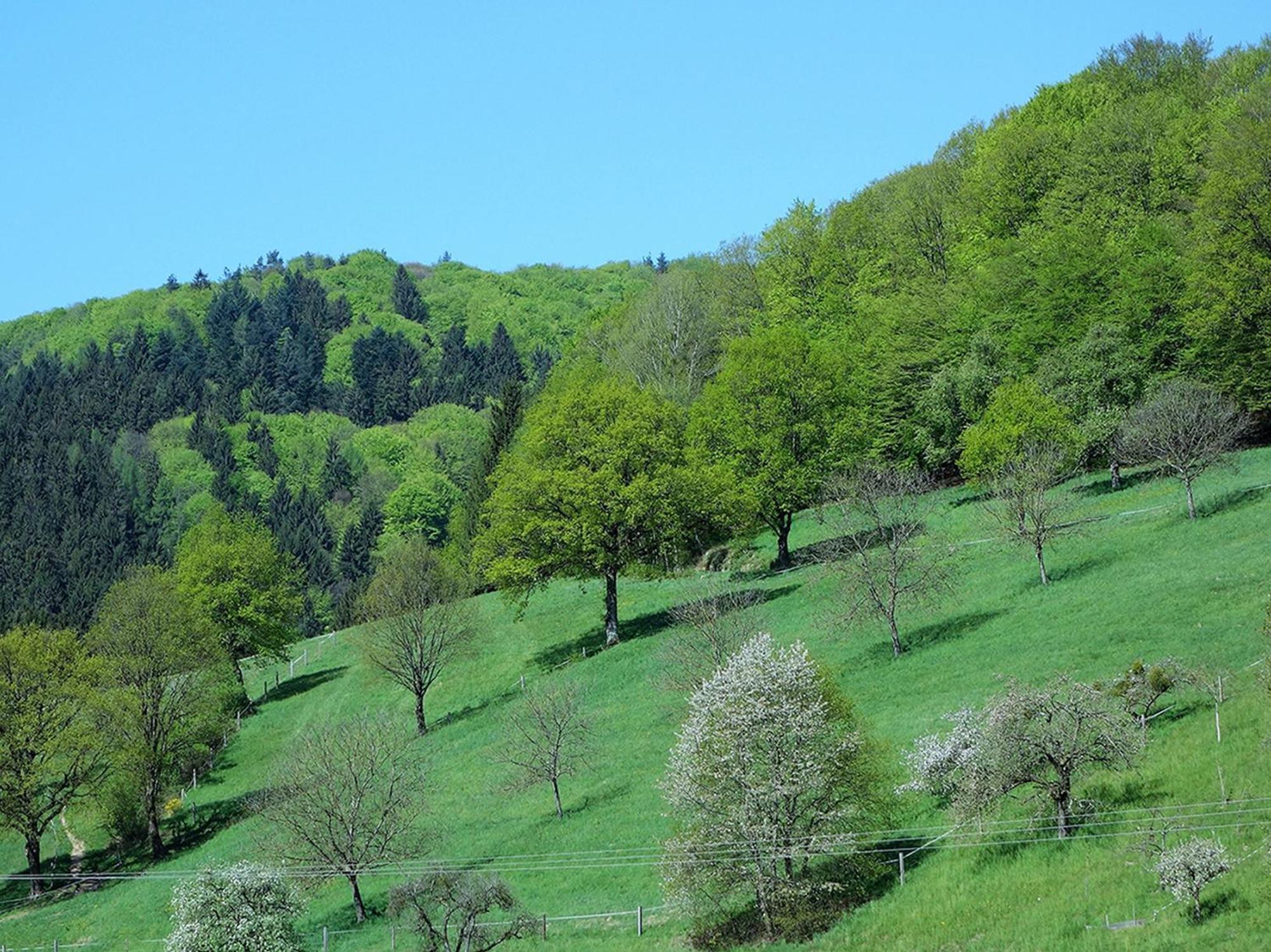 Ferienwohnungen Braun Seelbach (Baden-Wurttemberg) Exterior foto