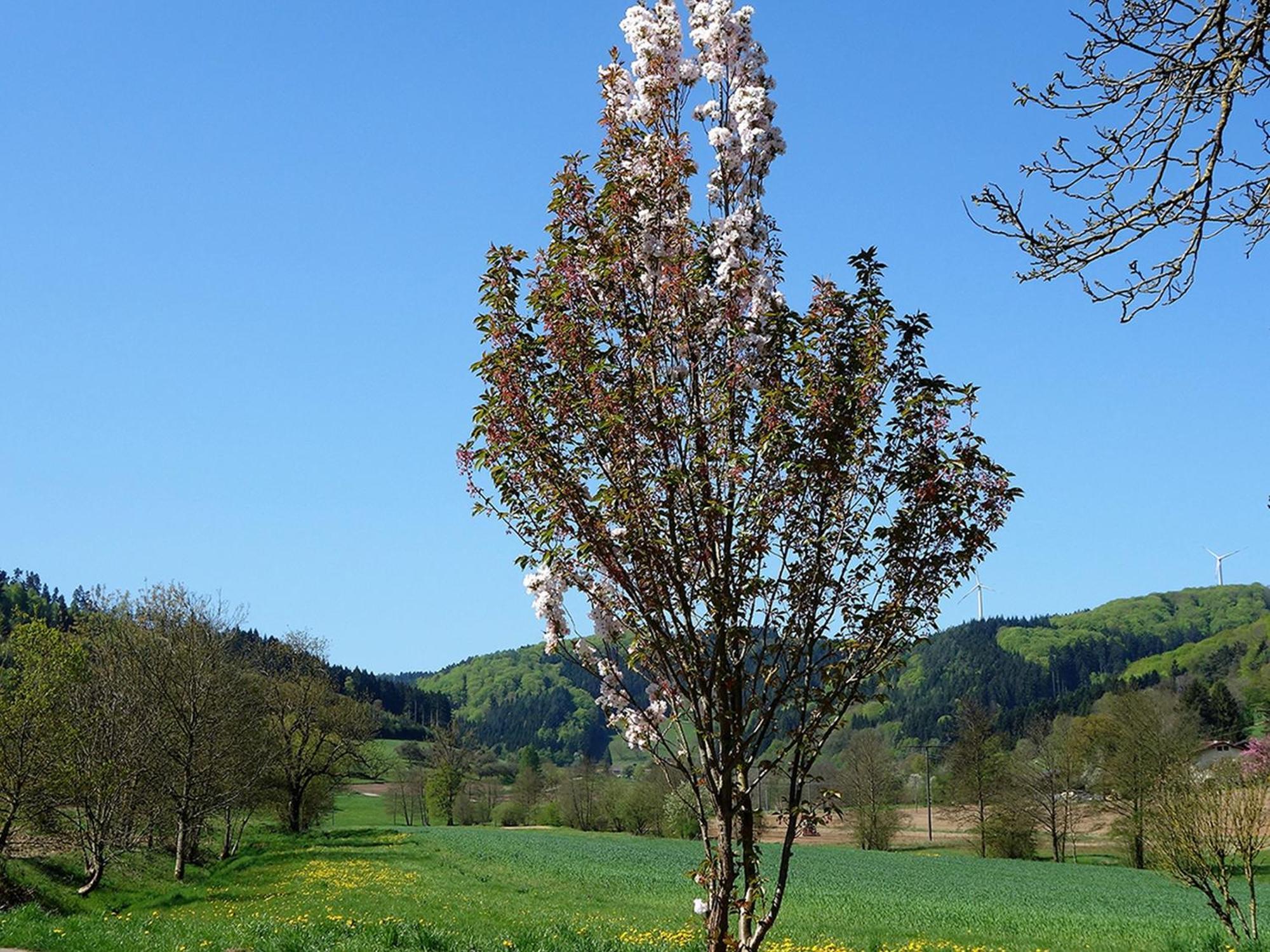 Ferienwohnungen Braun Seelbach (Baden-Wurttemberg) Exterior foto